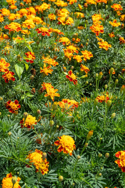 istock Marigold flowersn. Orange buds. Plant. 2170469868