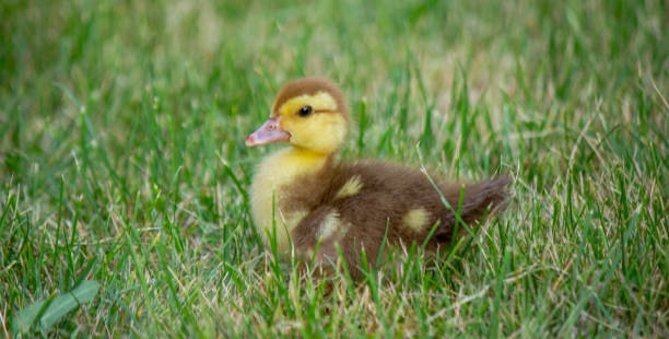 istock a small child plays with small ducklings. summer time. 2170470838