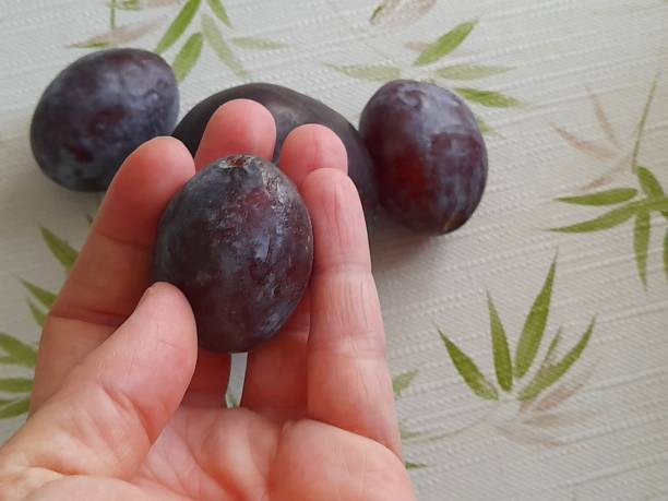 Plum in hand isolated  in the kitchen