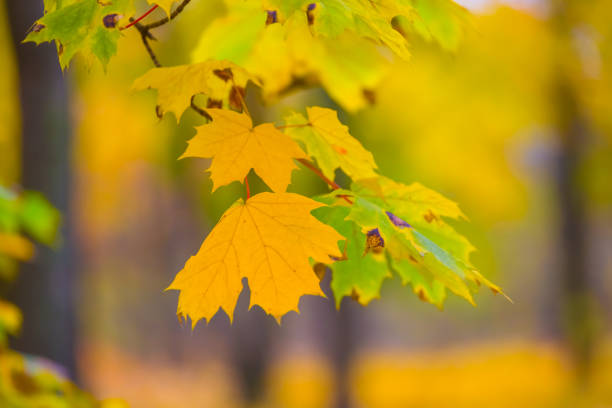 maple forest glade covered by red dry leaves, beautiful autumn park landscape