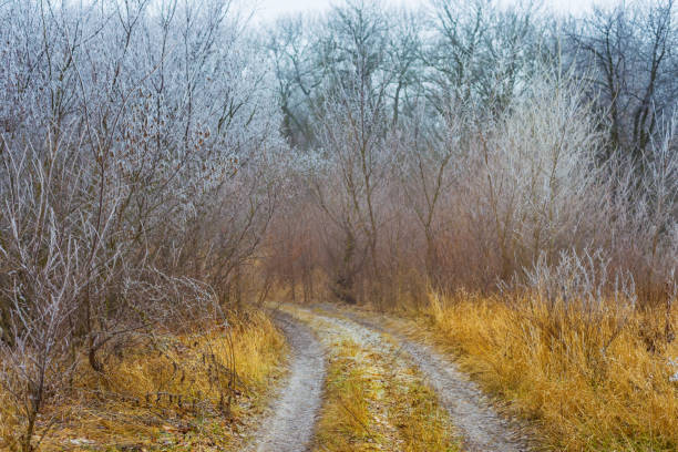 ground road through the frozen forest