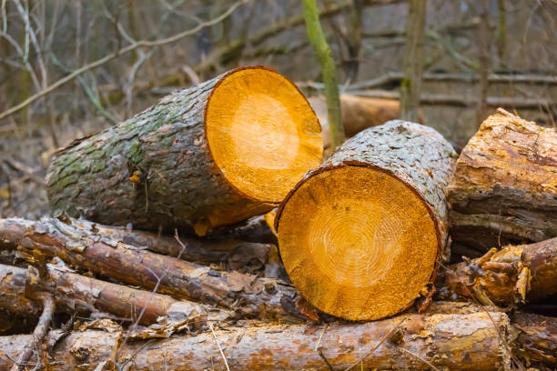 Picture of woodpile.  Preparing for winter in Alaska requires lots of wood.
