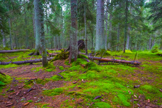 istock beautiful green forest glade covered by moss 2170473614