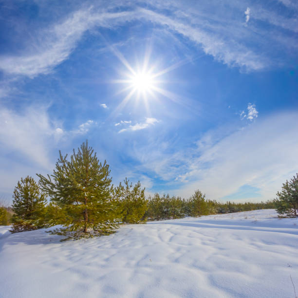 istock snowbound pine tree forest in light of sparkle sun, beautiful winter natural landscape 2170473716
