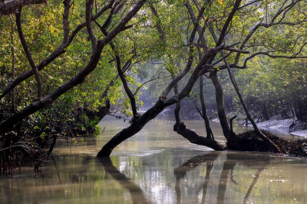 istock A canal in Sundarbans 2170474187