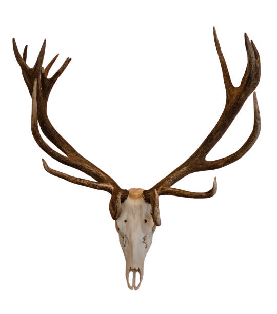 istock deer antlers and skull on white, isolated 2170474987