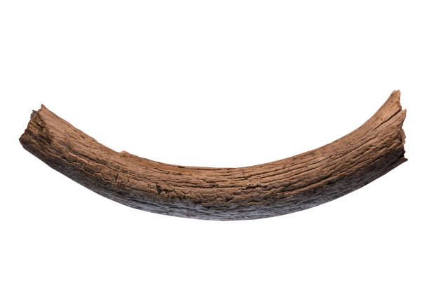 ancient mammoth tusk on white, isolated
