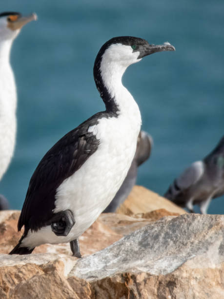 Black-faced Cormorant - Phalacrocorax fuscescens in Australia