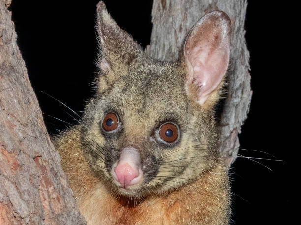 istock Brush-tailed Possum - Trichosurus vulpecula in Australia 2170476620