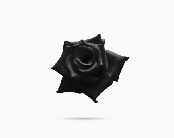 istock Black Rose Flower beautiful concept ideas. Isolated on white background 2170476719