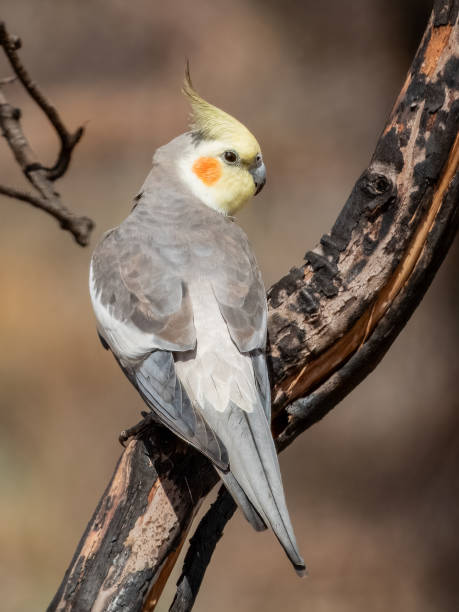istock Cockatiel - Nymphicus hollandicus in Australia 2170476805