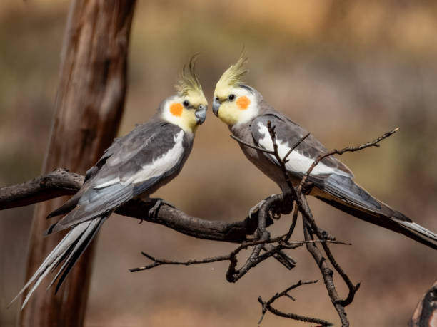 istock Cockatiel - Nymphicus hollandicus in Australia 2170476974