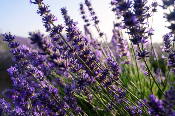 istock Lavender Field in the summer. 2170477127