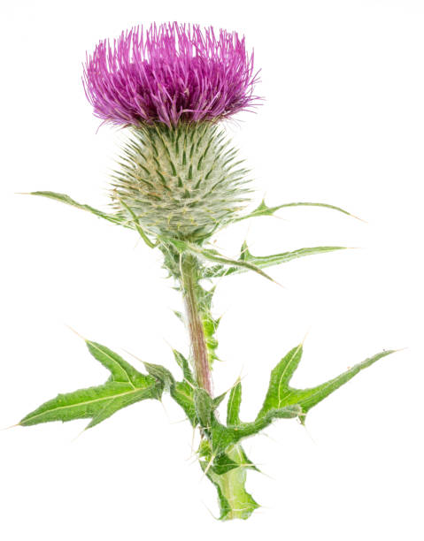 istock Milk thistle or St. Mary's thistle flower isolated on white background. 2170477416