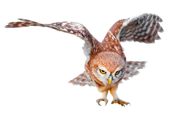 istock Isolated little owl. White background. 2170477419