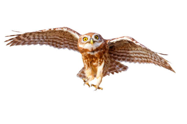 istock Isolated little owl. White background. 2170477441