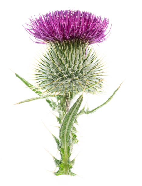 istock Milk thistle or St. Mary's thistle flower isolated on white background. 2170477447