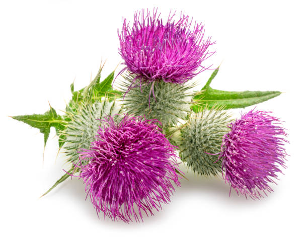 istock Milk thistle or St. Mary's thistle flowers isolated on white background. 2170477491