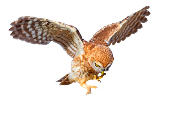 istock Flying owl. Isolated little owl. White background. 2170477533