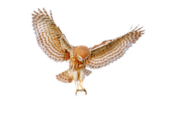 istock Flying Owl. Isolated little owl. White background. 2170477601