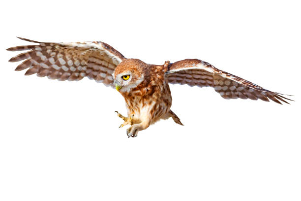 istock Flying owl. Isolated little owl. White background. 2170477602