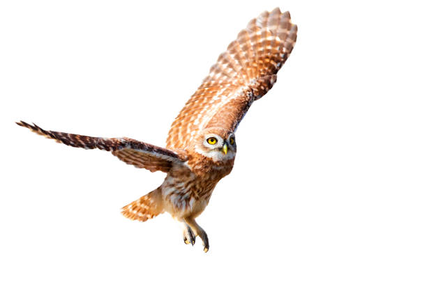 istock Flying owl. Isolated little owl. White background. 2170477609