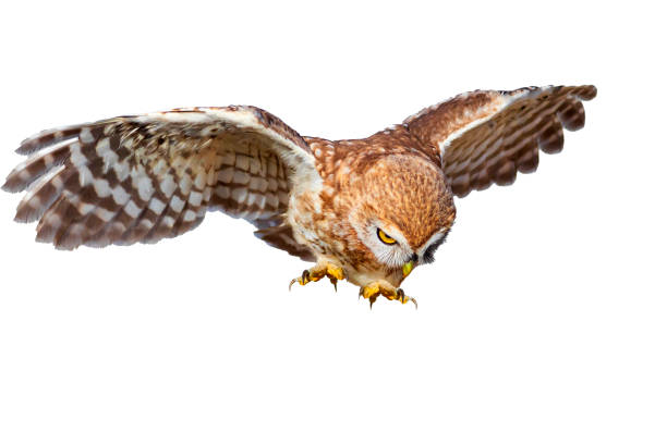 istock Flying Owl. Isolated little owl. White background. 2170477633