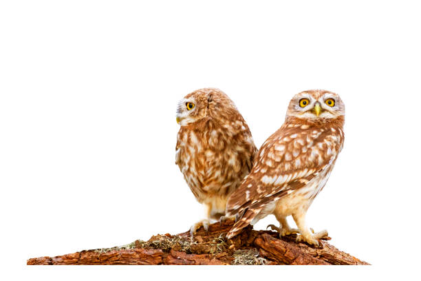 istock Isolated little owls. White background. 2170477643