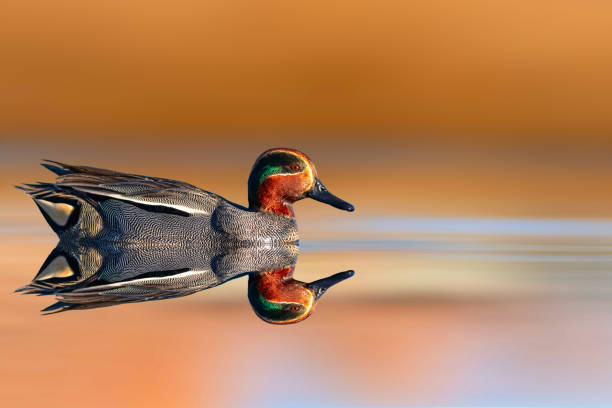 istock Swimming duck. Eurasian Teal. (Anas crecca) Blue water background. 2170477651