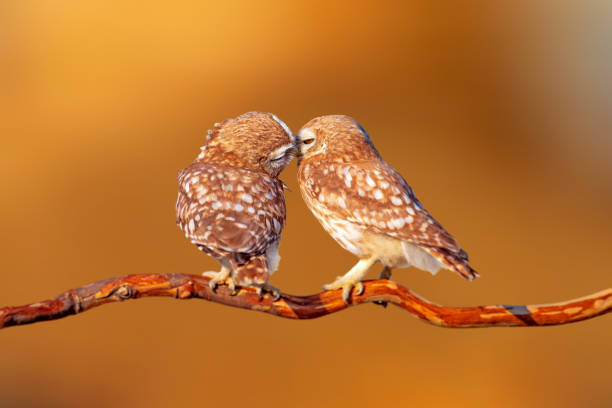 Wildlife nature.