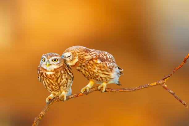 Little owls. Colorful nature background.