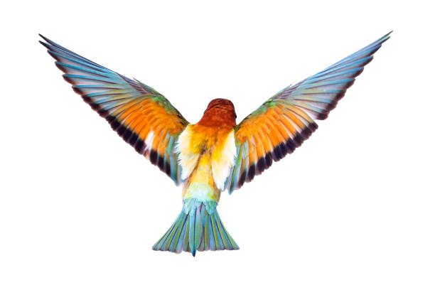 istock It is a master flight bee-eater with its wonderful colors. Isolated bird. European Bee eater. Merops apiaster. 2170477688