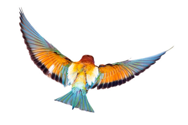 istock It is a master flight bee-eater with its wonderful colors. Isolated bird. European Bee eater. Merops apiaster. 2170477701