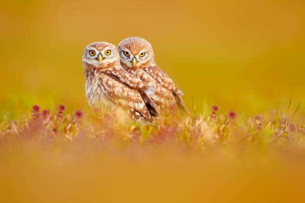 Cute owls. Colorful nature background. Little Owl.