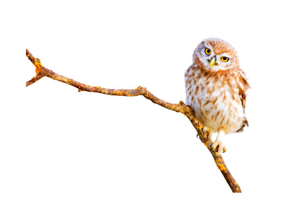 istock Isolated little owl. White background. 2170477759