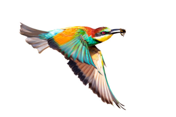 istock It is a master flight bee-eater with its wonderful colors. Isolated bird. European Bee eater. Merops apiaster. 2170477777