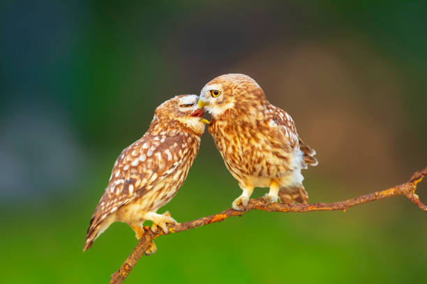 istock Little owls. Colorful nature background. 2170477801