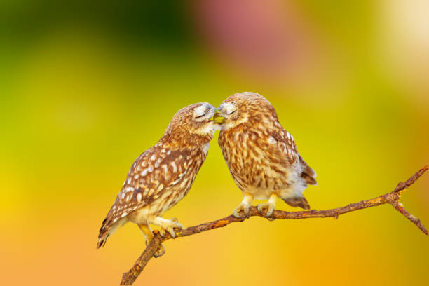 istock Little owls. Colorful nature background. 2170477809