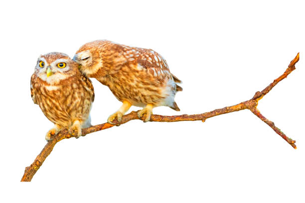 istock Romantic owls. Isolated birds and branch. White background. 2170477830
