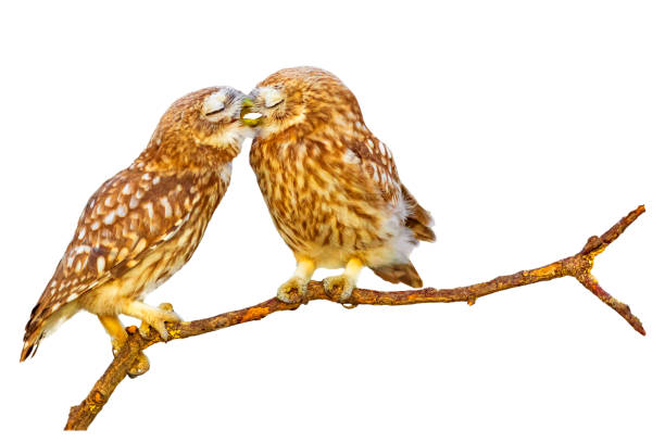 istock Romantic owls. Isolated birds and branch. White background. 2170477846