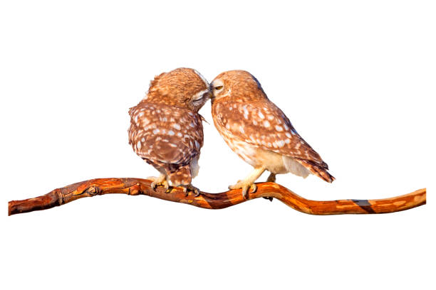 istock Romantic owls. Isolated birds and branch. White background. 2170478365