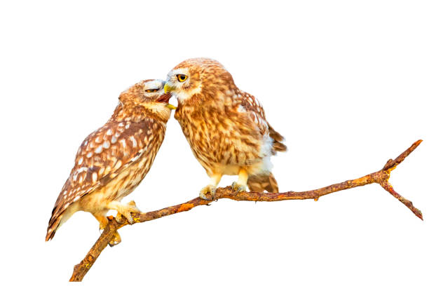 istock Romantic owls. Isolated birds and branch. White background. 2170478374