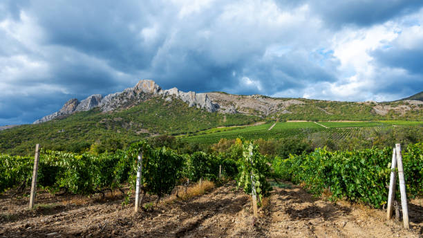 istock Vineyard in summer in the mountains on a sunny day 2170478517