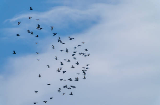 Murmuration of feral pigeons over Gosforth Park Nature reserve.