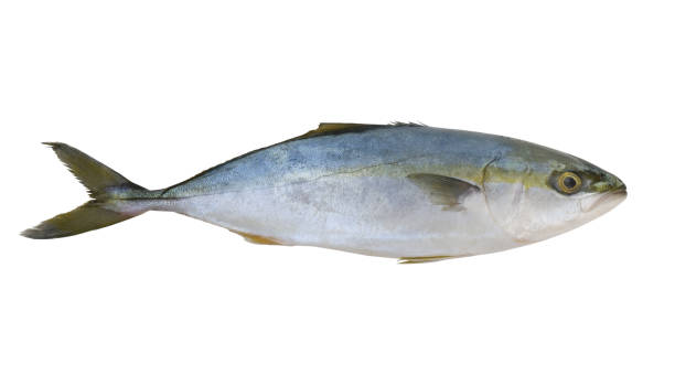 istock Fresh yellowtail amberjack fish isolated 2170480808