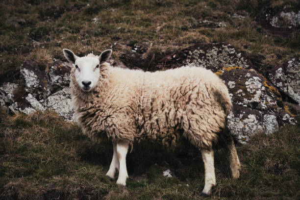 istock Woolly Sheep Standing in Rocky Highland Terrain 2170482412