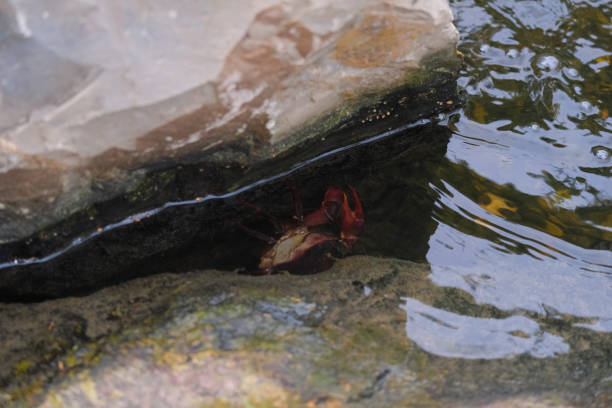 A view of the rocks by the stream and small waves rippled.
