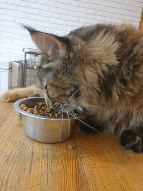 istock A big beautiful brown Maine Coon cat eats food from 2170488352