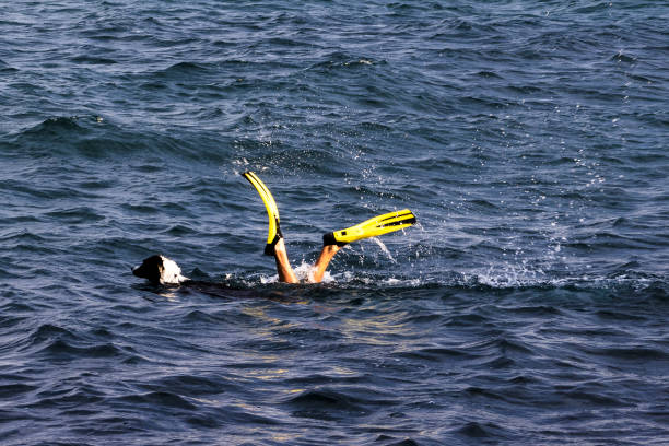 istock A young boy scuba diving with his pet 2170489025