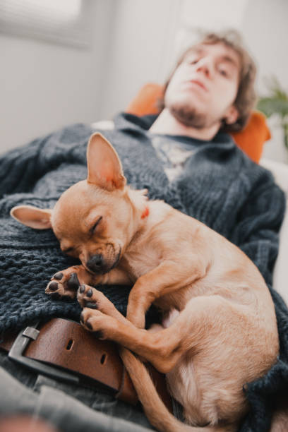 istock Small brown chihuahua puppy sleeping on owner's lap 2170489255